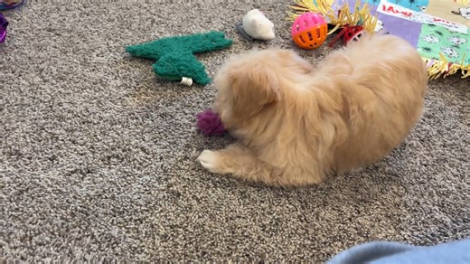 Havapoo puppy for sale