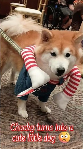 Chucky is turns into a cute little dog 😟