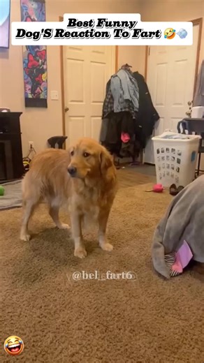The Funniest Dog Fart Moments