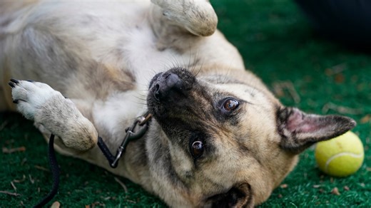 'Raise funds. Save lives. Win prizes:' Patty Baker Humane Society Naples to host annual 5K