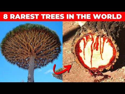8 Rarest Trees in the World
