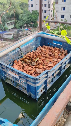 235K views · 2.8K reactions | Aquaponics system গাছ কিভাবে লাগাবেন। #viralpost2025シ #viralvideochallenge #vegetablegarden #aquaponicsystem #rooftopgardening #Aquaponics #rooftopgarden | Dr. Hasib rooftop garden | Facebook