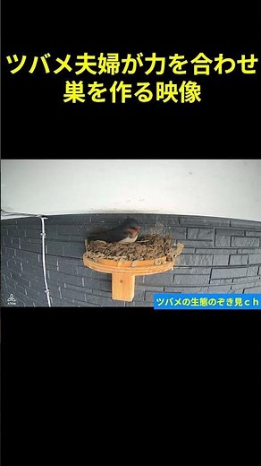 ツバメの夫婦が力を合わせ巣を作る映像
