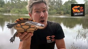 This week's Wild Action Zoo reptile has a long neck and webbed feet. 🐢 Watch to learn more about this long-necked turtle! Catch all the Wild Action Zoo at Home videos>>> https://bit.ly/PWWildActionZooathome #PWWildActionZoo | Pacific Werribee