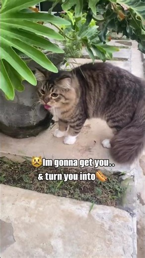 When an introvert 🐯cat meets an extrovert 🐕dog..