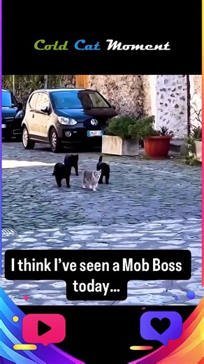 Cold Cat Boss Moment 💀 #cats #shorts 🤣