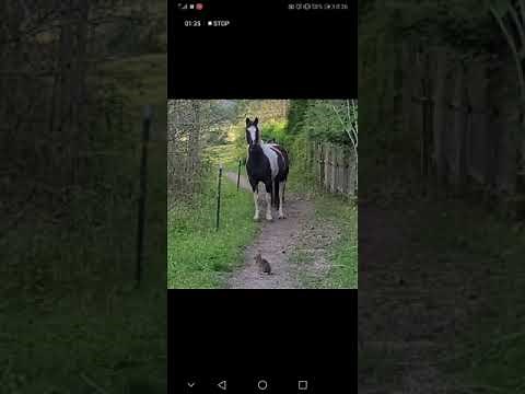 Horses scared of the bunny rabbit