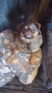 Yea… 👀 sound by Kelly spinelli #ChilliThePekePug #funnydogvideos #funnydogsofinstagram #pugs #fypage #foryourpage #pugpekingese #chugsofinstagram #chihuahua | Ollie Cutts