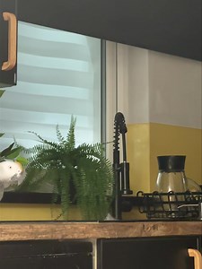 After him biting my lead of the Alexa last week 🙈🙈🙈 | Kelo the African Grey