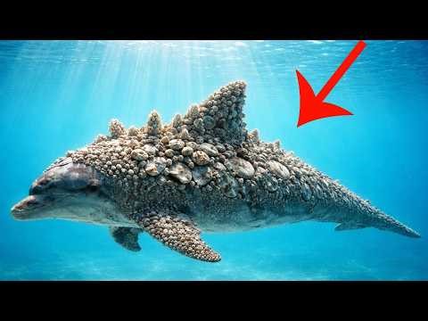Dolphin Cleaning Compilation | Extreme Barnacle & Mollusk Removal ASMR