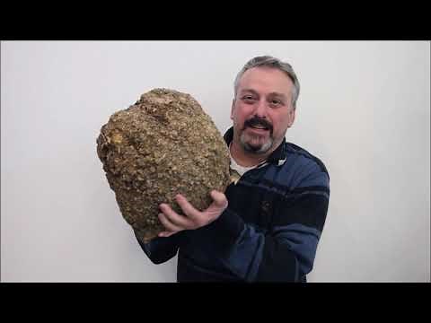 Wood Turning Burl: Removing the Bark From a Burl Wood Tree log chunk