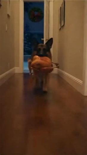 ​Who REALLY stole the holiday turkey? 🦃👽 #shorts #scificomedy