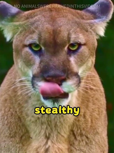 This Cougar Shows The Charm Of Big Cats#MountainLion #Cougar