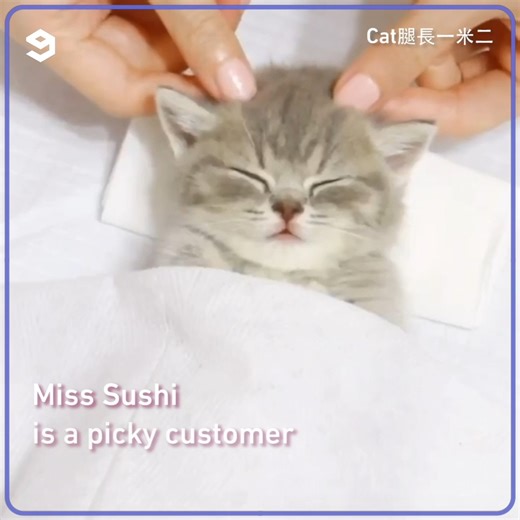 Welcome to the kitten spa. | 9GAG Vibes