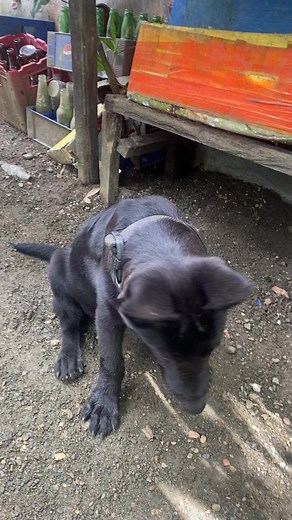 Jet Black Belgian Malinois: 4 Months Old Highlights