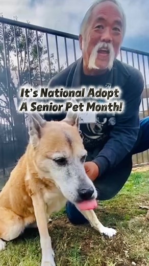 21 reactions | Senior dogs rock.  They already know the basics:...