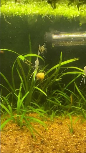 20 gallon long angelfish grow out tank