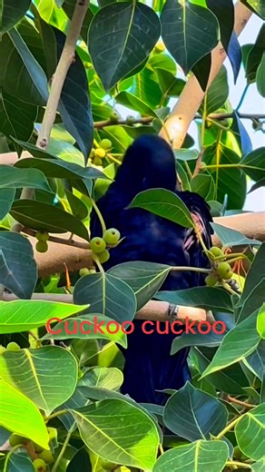 Cuckoo cuckoo #koel #koel sounds 🦅🐦‍⬛🦅 | Pleasures of Nature