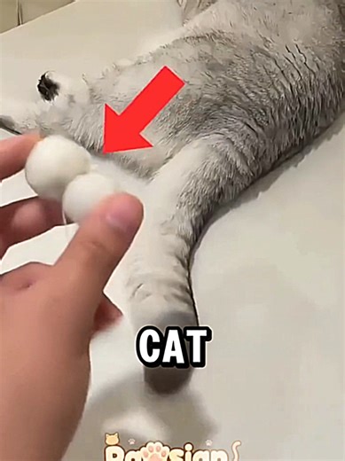 Understanding Post-Surgery Behavior in Cats