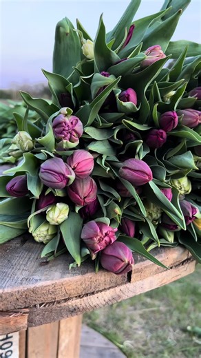 Every day we get closer to tulip season🌷