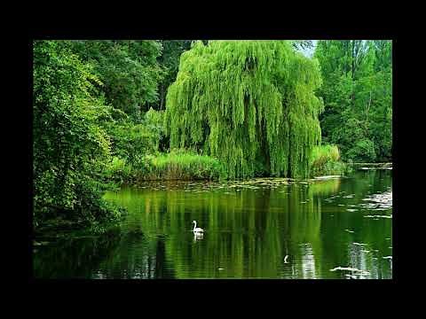 Tout Savoir Sur Le Saule