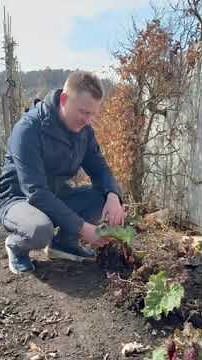 Rabarbra - Godvår.no - Randesund Planteskole AS