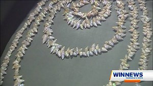 A stunning display of Aboriginal history has gone on show at the Tasmanian Museum and Art Gallery - TMAG. Dozens of rare shell necklaces will be showcased to the public for the next six months in Hobart, before the exhibition embarks on a nationwide tour. | WIN News Tasmania