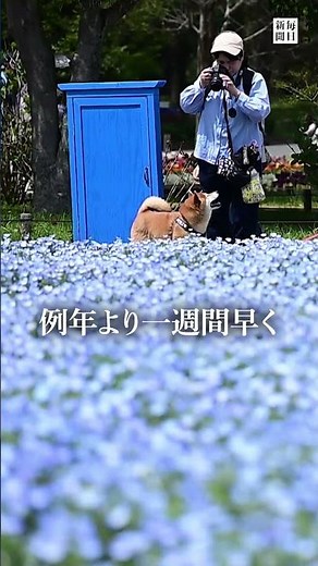 Nemophila flowers are in full bloom at Showa Memorial Park in Tachikawa #MainichiShimbun #shorts