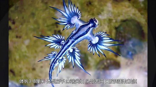 大西洋海神海蛞蝓，奇特的身体结构，美丽的外观