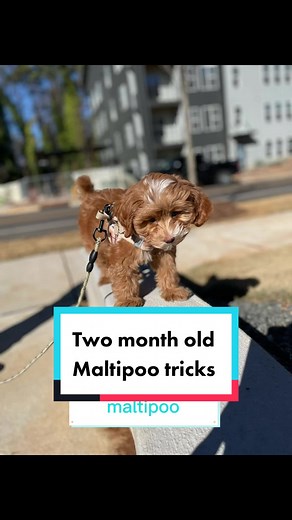 Puppy Training: Tricks for Your 2-Month-Old Maltipoo