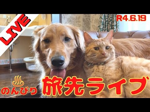 旅先からまったりライブ♨