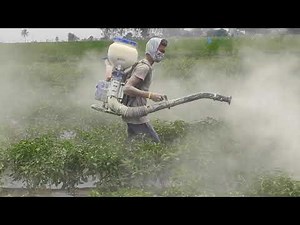 sulphur dusting machine using chilli crop to control mites