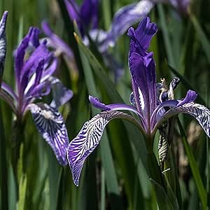 Outsidepride Wild Blue Iris Missouriensis Flower Seeds - 1000 Pcs Perennial, 12-24 Inches Tall, Blue & Violet Blooms, Hummingbird-Friendly, Full Sun for Moist, Well-Drained Soil & Garden Displays