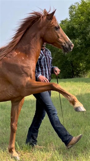 3.1K reactions · 144 comments | Les bottes de foins sont parties mais on en profite quand même avec Tarek pour s’amuser un petit peu en liberté totale #horsemanship #educationducheval #cheval #equitationethologique #equitation #horses #equine #chevalarabe #travailenliberte #arabianhorses #sansmors #equitationethique #ethichorsedevelopment #dreamhorse #horsetraining #libertyhorsemanship #libertyhorse #brideless | Ludovic Fournet- Ethic Horse Development | Facebook
