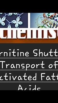 Carnitine Shuttle for Activated Fatty Acids Transoprt from Cytosol to Mitochondria. #biochemistry