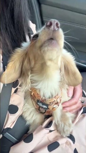 Pair Of Sausage Dogs Love Singing 🐾