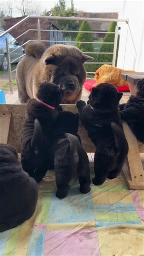 Meet Nanny Dusya: The Adorable Black Chow Chow Puppy