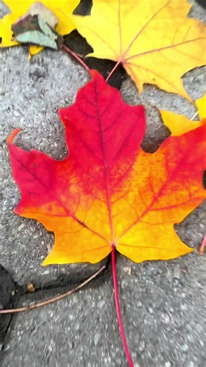 Autumn shows us how beautiful it is to let things go.🇨🇦🍁🍂🥰🇨🇦🇨🇦🇨🇦#foryou #canada #toronto #followers #thingstodointoronto #nature #fall #autumnvibes #mapleleafs #africantiktok #afghantiktok #pakistanitiktok #fypシ゚viral #asiantiktok #canadatiktok #montreal #fyp