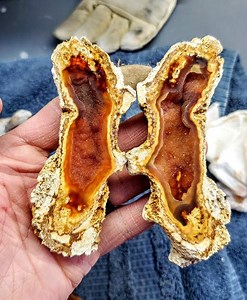 RARE Agatized Coral Geode - Etsy