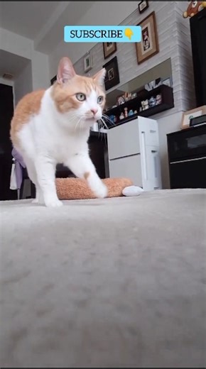 Why Did This Cat Do That? 👀#shorts #cat #catvideos #catshorts #kitten #cuteanimals #ytshorts #yt