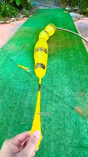 Why is there so much water in the toy snake's stomach? 😱