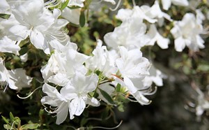 A beautiful photograph of white lilies. The focus is on the lilies in...
