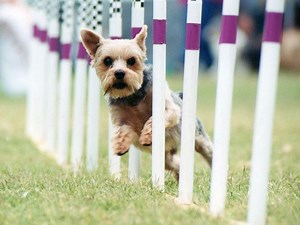 RBC: Here are the 16 best small cap stocks in the market