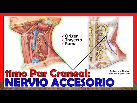 🥇 11th Cranial Nerve - ACCESSORY NERVE (Spinal) - Origin, Course and Branches!