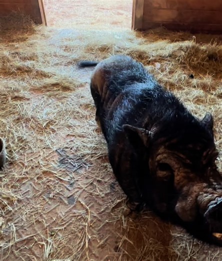 Here it is! I know you’ve been waiting for the DDD/PNN (daily Dixon duet/piggy night night) all day long. 🤪🤪 So, with deepest, heartfelt apologies, here it is. 🎵😜🤮 | Frog Song Farm Sanctuary