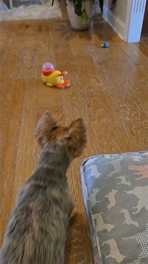 Pebbles is unsure about her new toy.