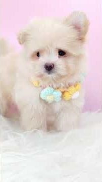 PV Pomapoo Puppy (Male)