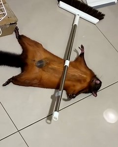 He's feeling a little dramatic today 🤣 | LADbible Australia