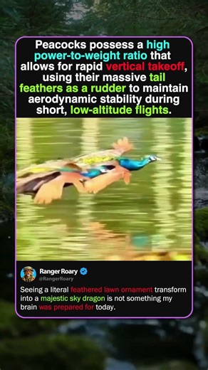 RARE PEACOCK FLIGHT CAPTURED