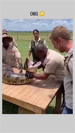Mind Flex on Instagram: "The video shows wildlife handlers guiding a man to insert his head into a large python's open mouth on a wooden table in an outdoor grassy area, with subtitles revealing coordinated instructions like "Steady, I've got the upper jaw" and "Watch her tongue she's reading you." Despite its realistic appearance and viral spread since early January 2026, the clip is confirmed as AI-generated by detection tools like aiornot.com and multiple online analyses, featuring unnatural